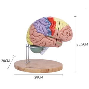 Human Brain Anatomy <strong>Model</strong> Brain Functional Color Region Chromatic <strong>Model</strong> for Medical Science Teaching <strong>Model</strong> - Product Image 5