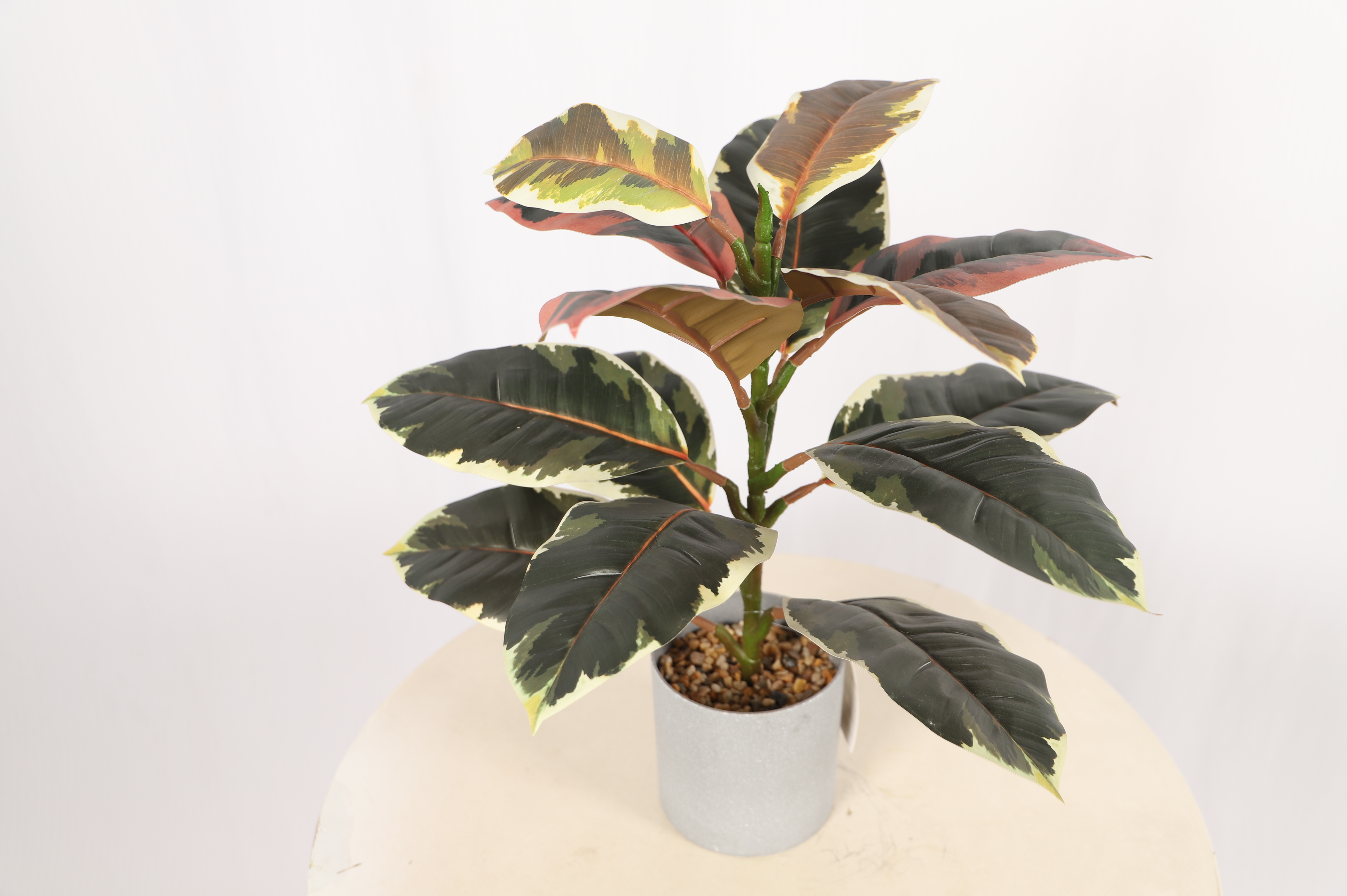 Roble
