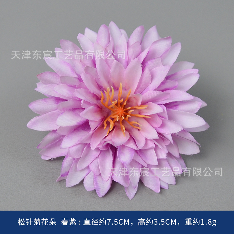 Fleurs de chrysanthème aiguille de pin, violet printanier
