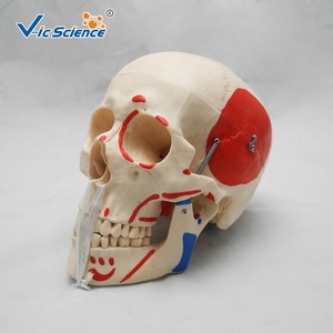 PVC 3Parts Life-Size <strong>Human</strong> Skull Model Painted Muscles Skull Teaching Model