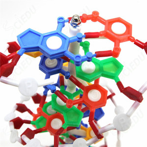 DNA Model Biology Educational Anatomical Plastic DNA <strong>Structure</strong> Model - Product Image 2