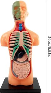 <strong>Human</strong> Body Model for Kids 3D Removable Anatomy Model Plastic Educational for Student <strong>Human</strong> Body Model for Kids Anatomy - Product Image 4
