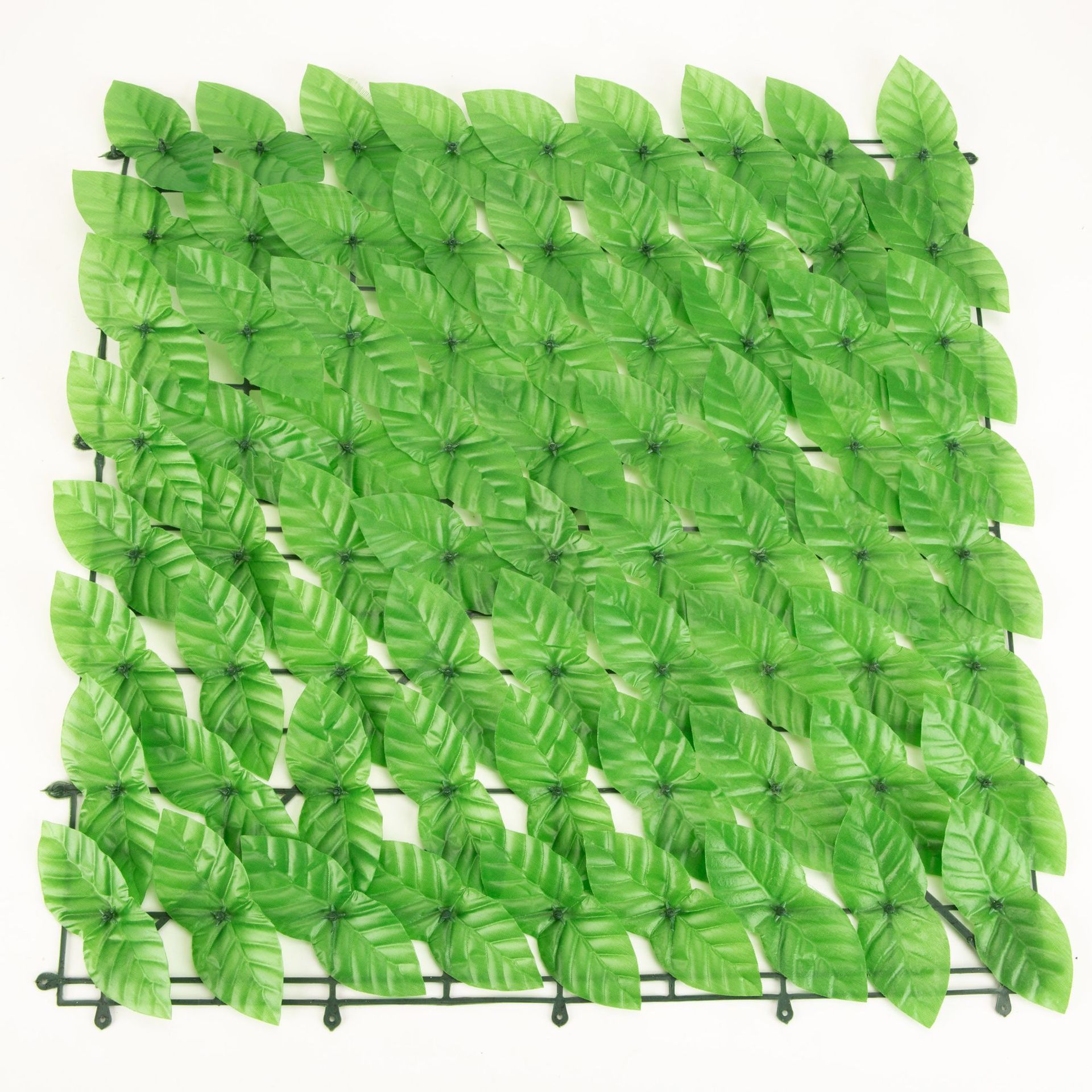 Les feuilles de pothos vert clair sont disponibles pour la personnalisation.