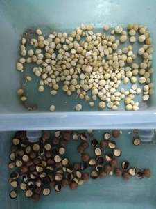 Mini macchina per smistare le noci di Macadamia - Product Image 6