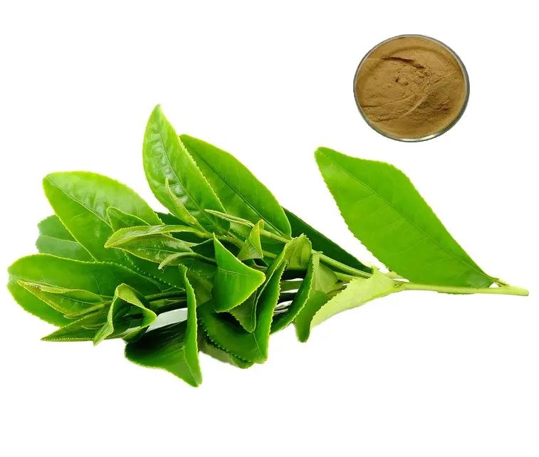 Extrait de feuille de thé vert 30% l-théanine 98% polyphénol 95% EGCG