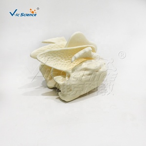 Cơ quan Mô hình giải phẫu mô hình cơ thể con người PVC nhựa <span class=keywords><strong>ethmoid</strong></span> mở rộng mô hình bộ xương cho giảng dạy y tế bộ xương người - Product Image 3