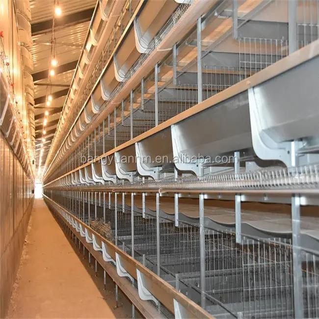 Sistema de jaula de pollo, equipo de granja totalmente automático de Material galvanizado en caliente