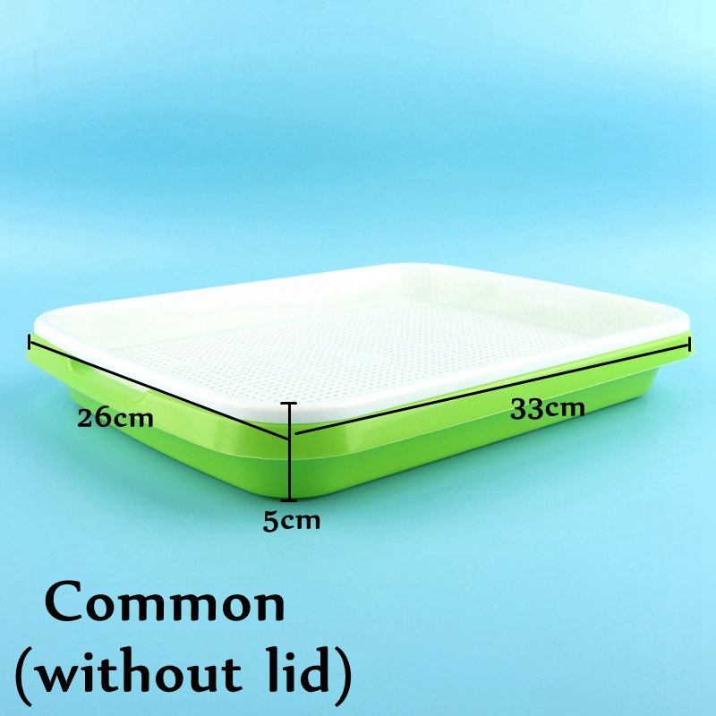 Verde común sin tapa