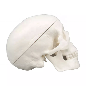 Teaching Resources Life-size <strong>Human</strong> Skull Model <strong>3</strong> Part Laboratory Removable Skull Articulated Model