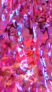 DB041 Sea Shell Design Sticker Abalone <strong>Paua</strong> Shell Sheet - Product Image 4