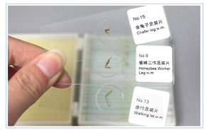 Direct Factory Daphnia <strong>Slide</strong> Animal <strong>Microscope</strong> <strong>Slide</strong> for University Studying