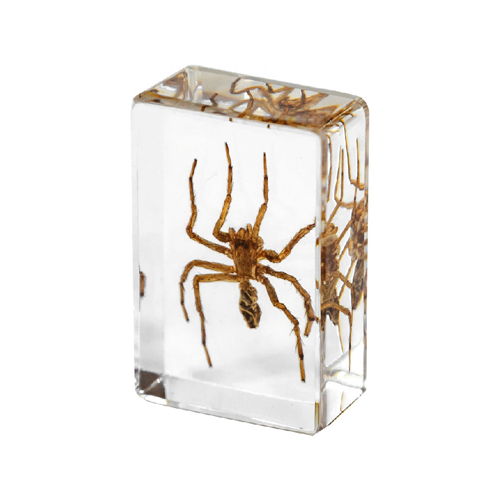 45cm small red stripe cunning spider