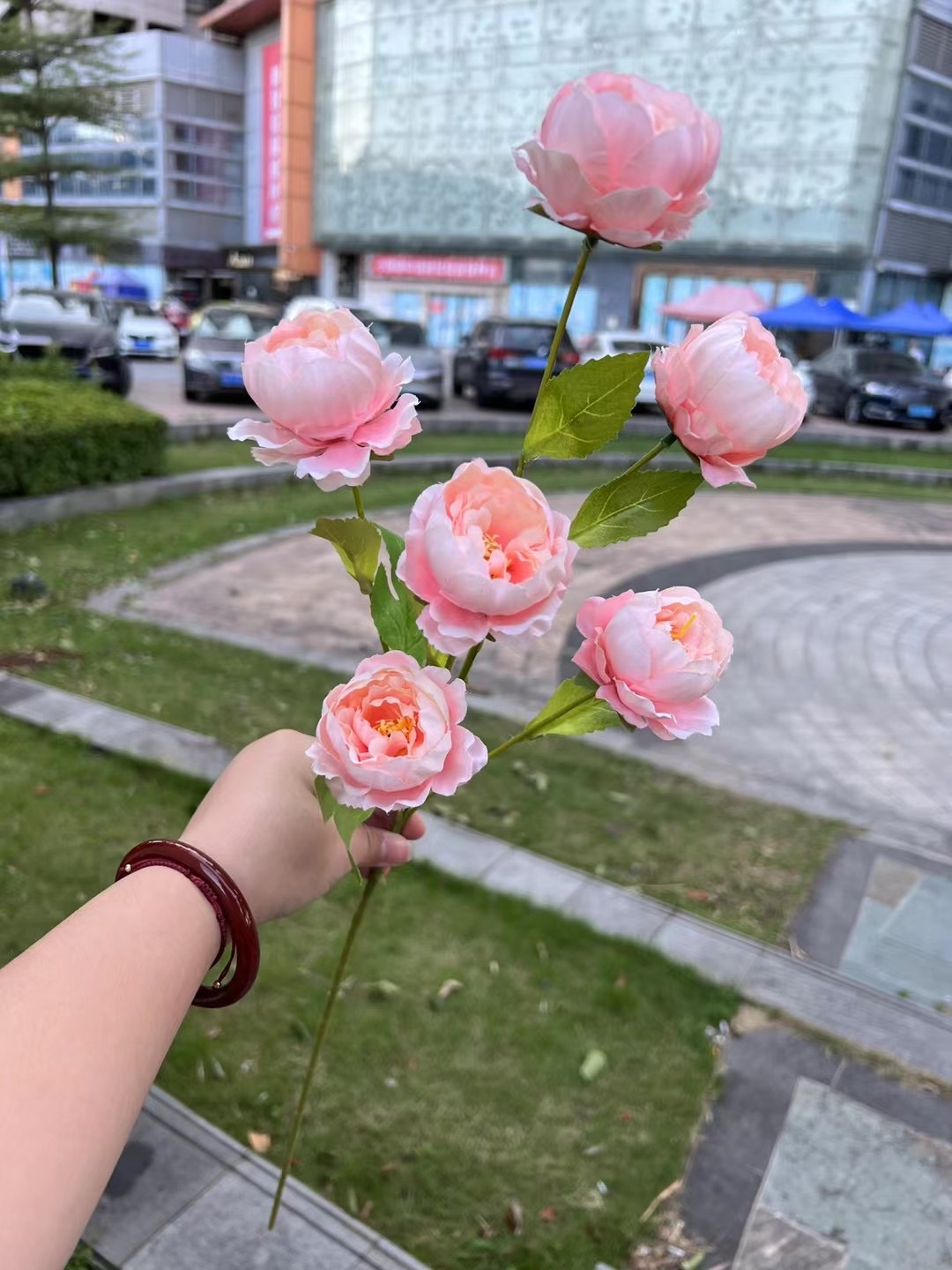 6 belles pivoines roses