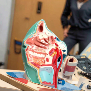 GD/A18108 PVC Anatomical Model Medical Science Mouth Nose Pharynx and <strong>Larynx</strong> with Vessels and <strong>Nerves</strong> for School Use - Product Image 2