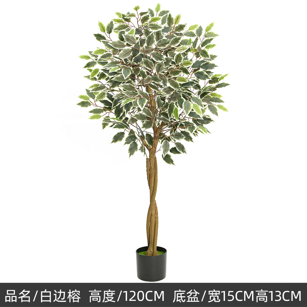 Banyan vert 120 cm avec bordure blanche