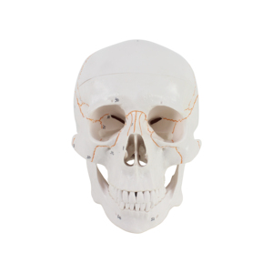Medical Science <strong>Human</strong> Life-Size <strong>3</strong>-Part Adult Removable Skull and Moving Jaw PVC Painted Anatomical Model