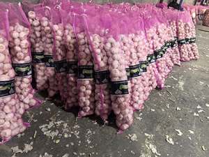 新鮮なニンニクUAE市場のための通常の白いニンニク卸売価格中国からのアホフレスコ