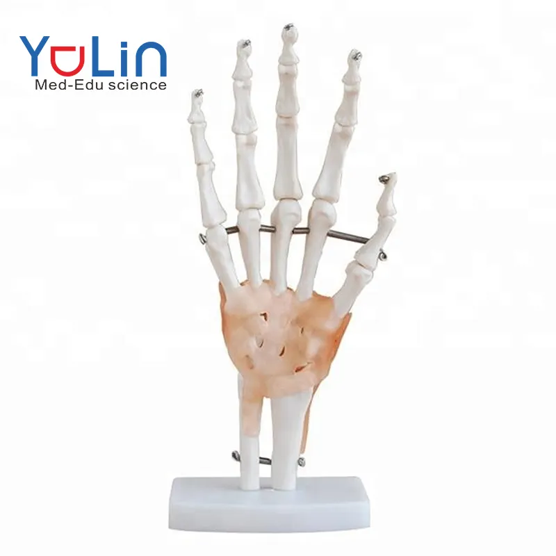 Insegnamento medico modello anatomico comunemente usato modello di articolazione e legamento della mano umana