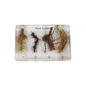 Teaching Model <strong>of</strong> Root <strong>System</strong> Educational Resin <strong>Embedded</strong> Specimen Root - Product Image 5