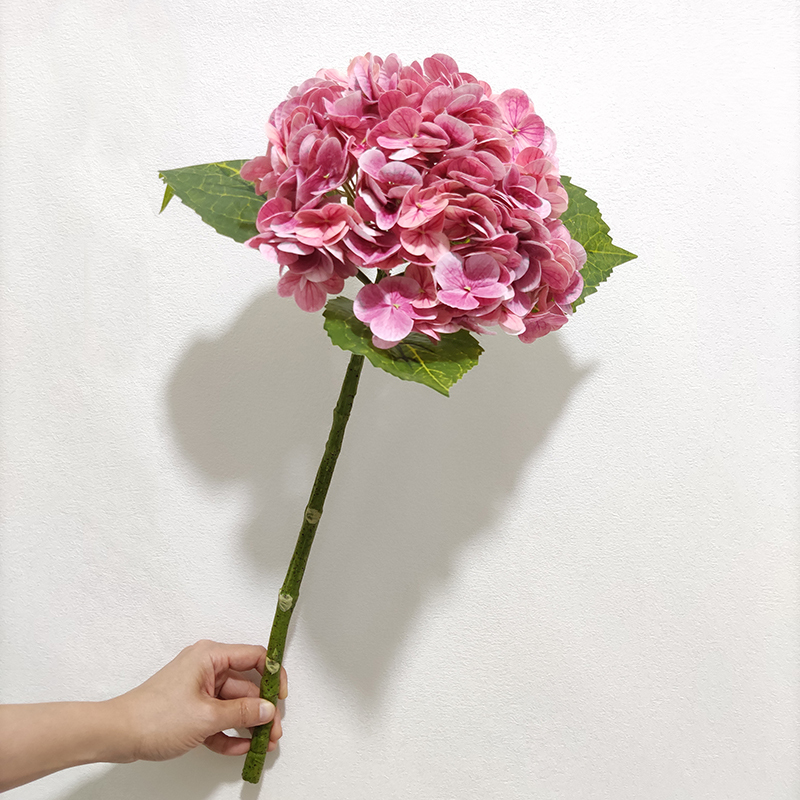 rosa 3