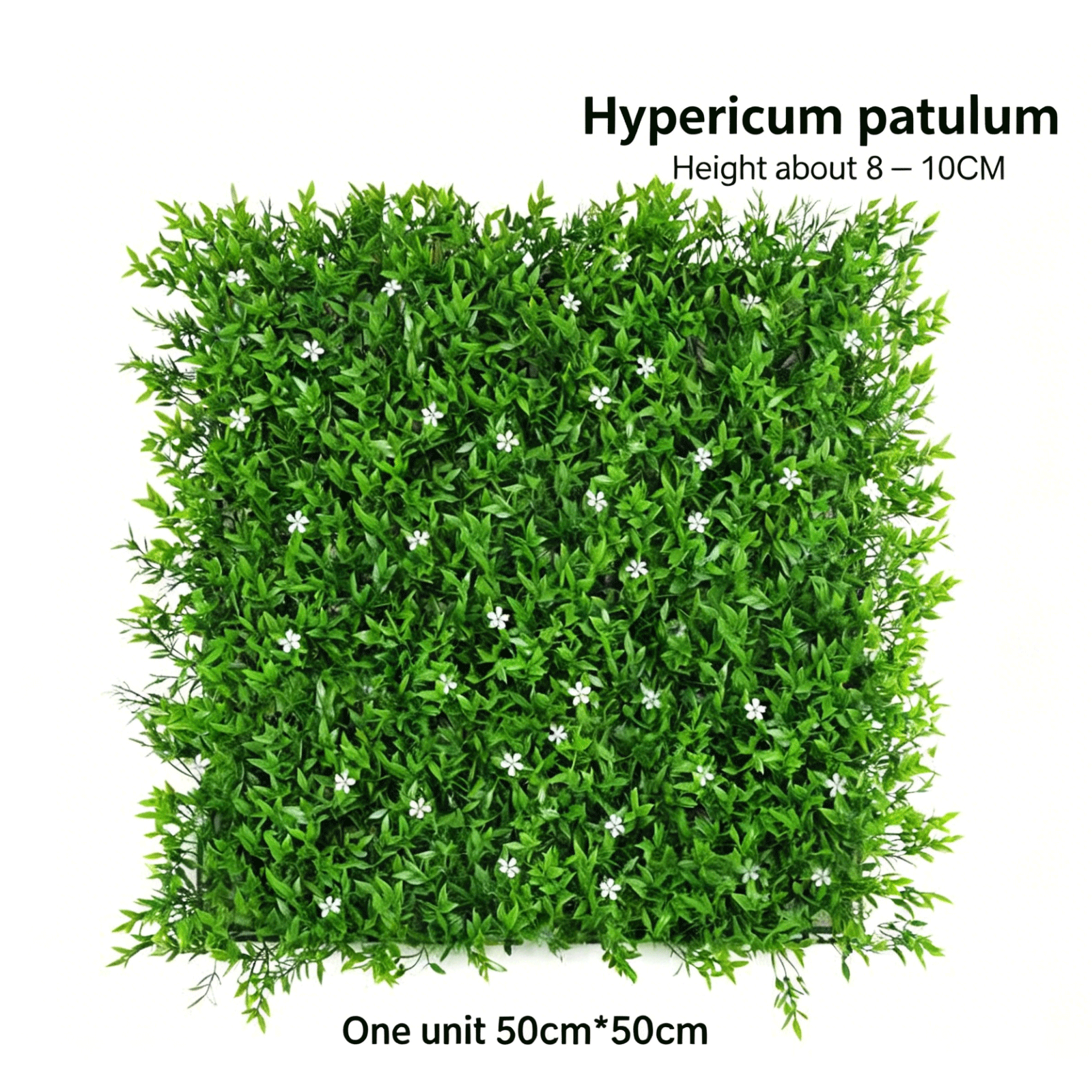 Hypericum patulum
