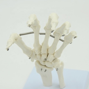 <strong>Human</strong> Bone Model Hand Bone Foot Bone Model Hospital Medical Educational Model - Product Image 2