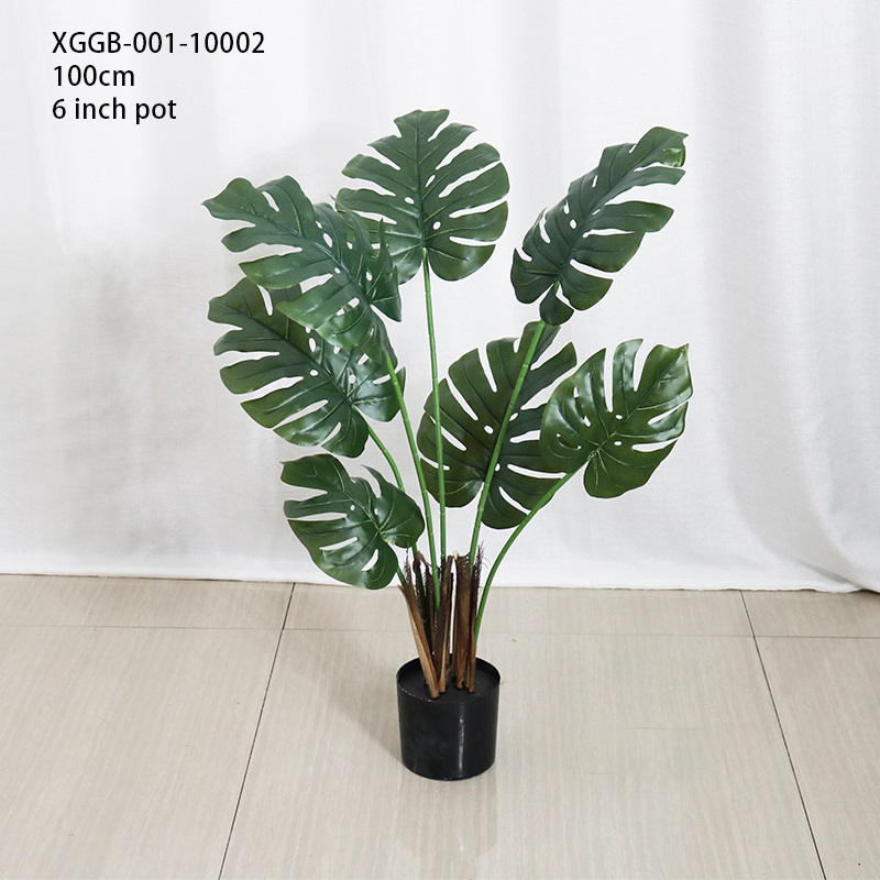100cm/Monstera