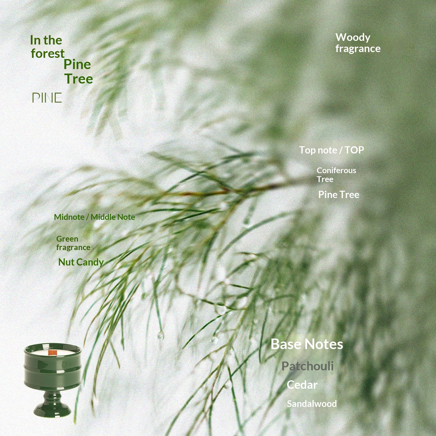 Green Cup - Pine Trees in the Forest