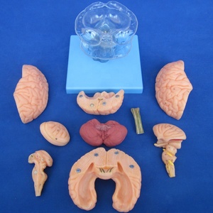 15 stück Abnehmbare Gehirn Modell, 3D Lehre Anatomie modell