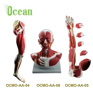 Kasları insan bacak kol baş ve boyun kaslı tıp okulu için - Product Image 1