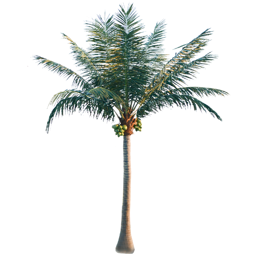Hawaiian Coconut Tree ( customized Natural height 3-12 meters)