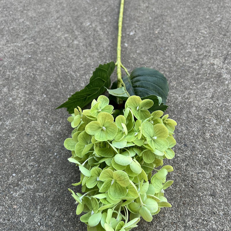 4 # กาวนุ่มสัมผัสเจดีย์ไฮเดรนเยียสีเขียว