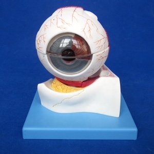 Deluxe 7-part İnsan Göz Modeli, anatomik Göz Küresi Modeli - Product Image 2