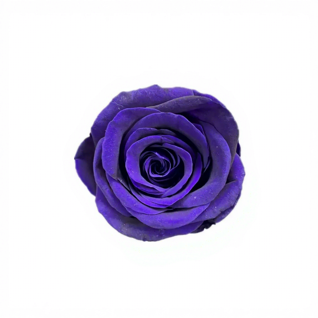 Viola Reale Grado B