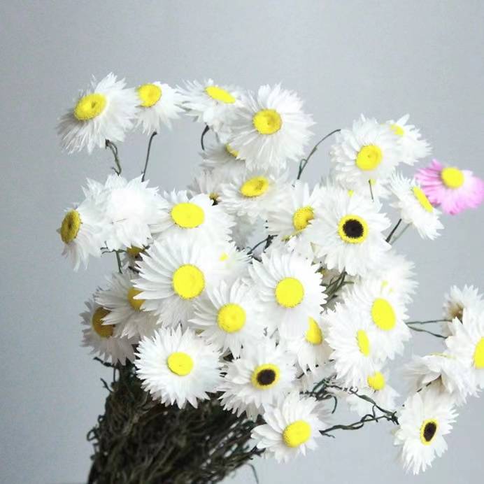 Blanc