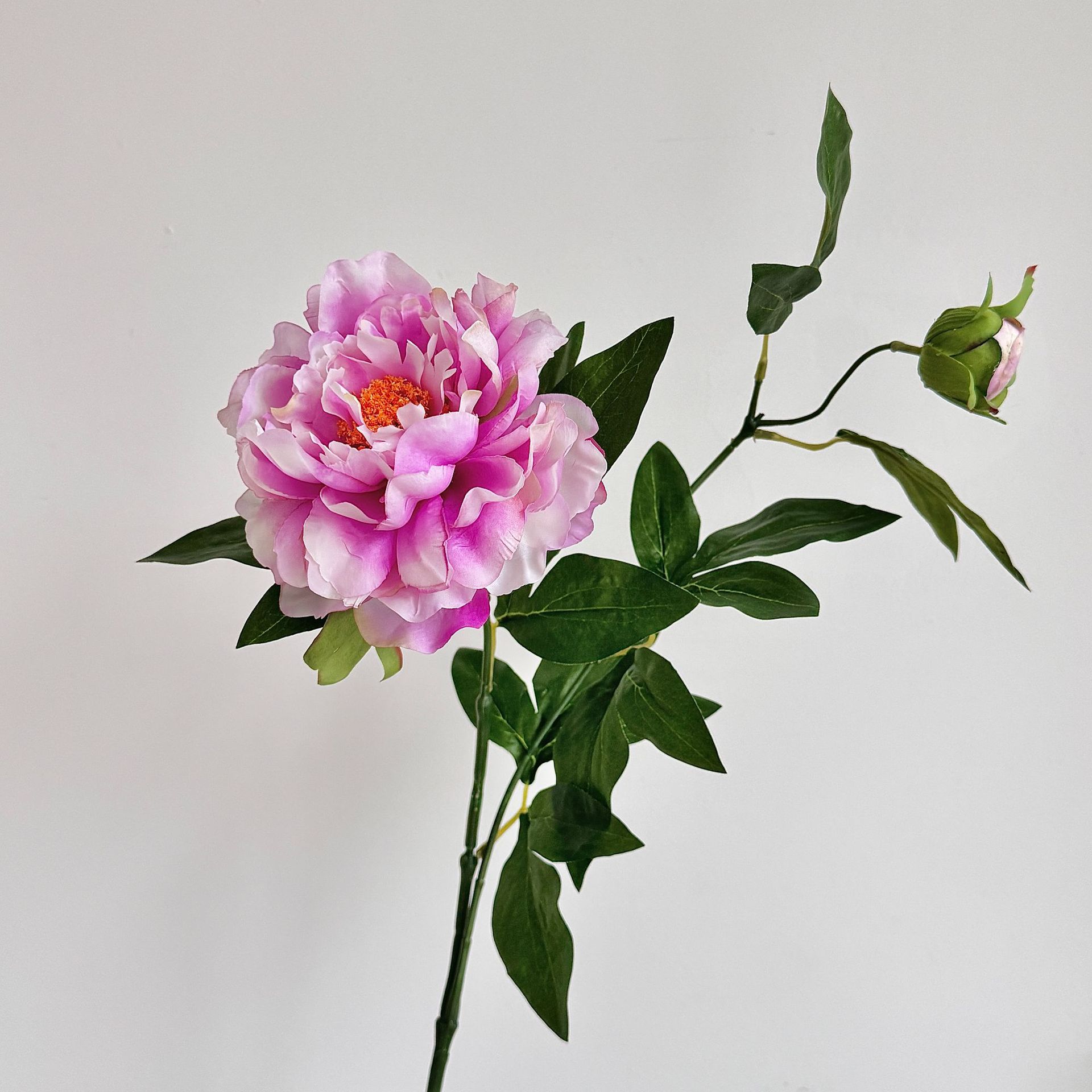 Pourpre