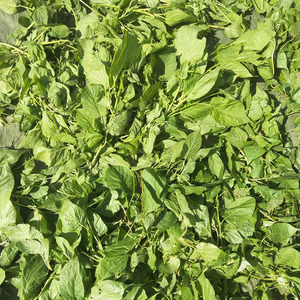 2022 Top Sale Dried Organic Leaf Pet Toy Bulk <strong>Catnip</strong> Cat Toy - Product Image 3