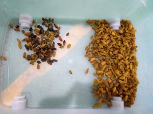 Wenyao High Resolution Optical Dried Fruit <strong>Cocoa</strong> <strong>Bean</strong> <strong>Sorting</strong> Raisin <strong>Color</strong> Sorter <strong>Machine</strong> - Product Image 6