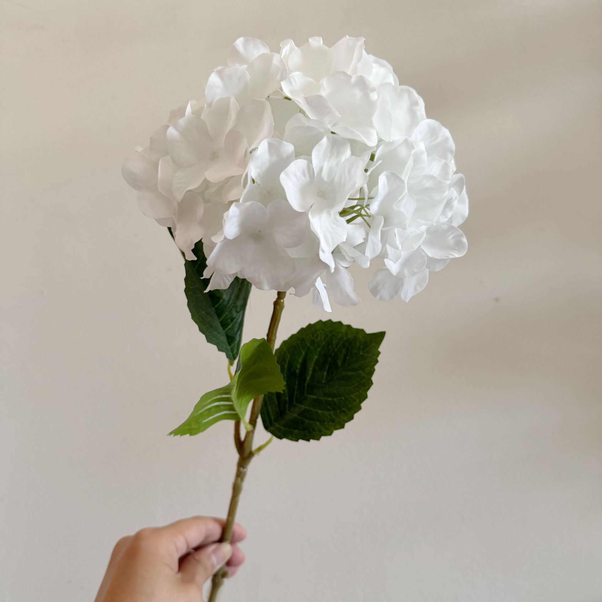 Blanc pur