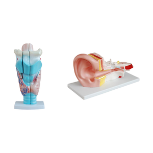 ADA tıbbi model büyütülmüş insan larinks modeli ve hastalık gösteri tıbbi öğretim aracı için orta kulak modeli - Product Image 1