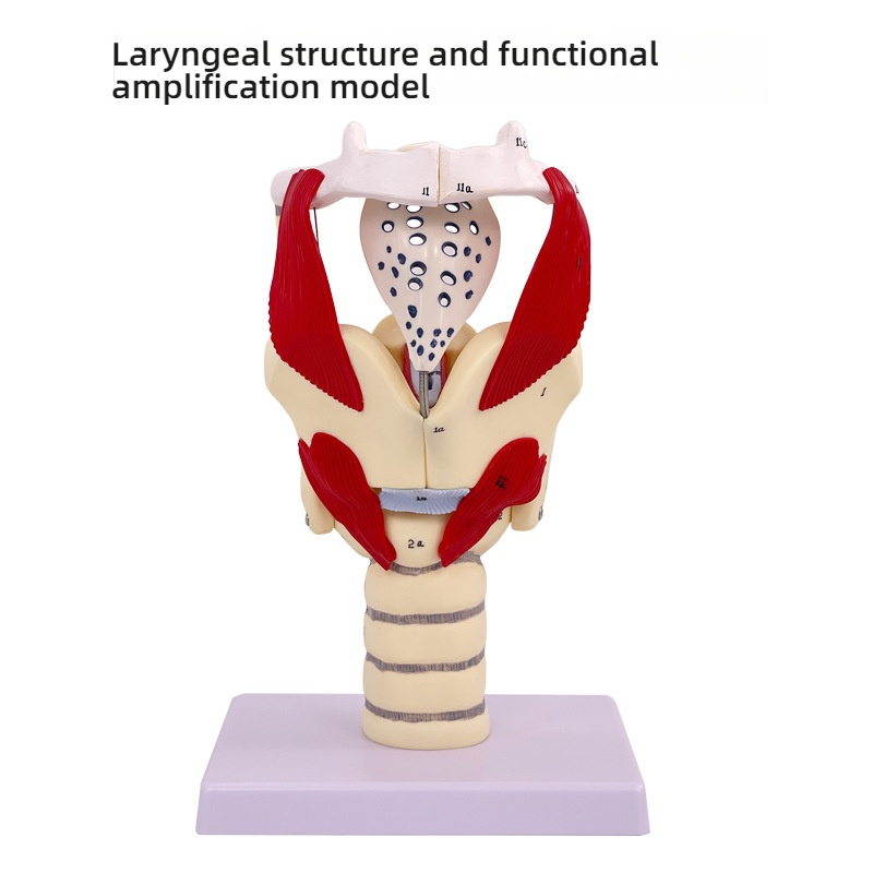 White Anatomical enlarged model of inlet laryngeal structure