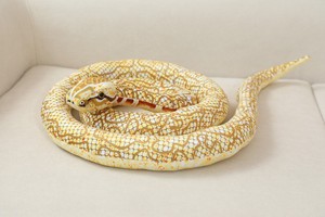 Umwelt freundliche benutzer definierte Simulation Python gelbe Schlange Kuscheltiere - Product Image 5