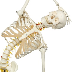 Anatomical <strong>Human</strong> Teaching Model of 170cm <strong>Human</strong> Skeleton with Natural Size of Pvc - Product Image 1