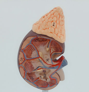 แบบจำลองการฝึกอบรมทางการแพทย์วัสดุพีวีซีคุณภาพสูง2ส่วนแบบจำลองการสอนกายวิภาคของมนุษย์ไตพร้อมโลโก้ดิจิตอล - Product Image 3