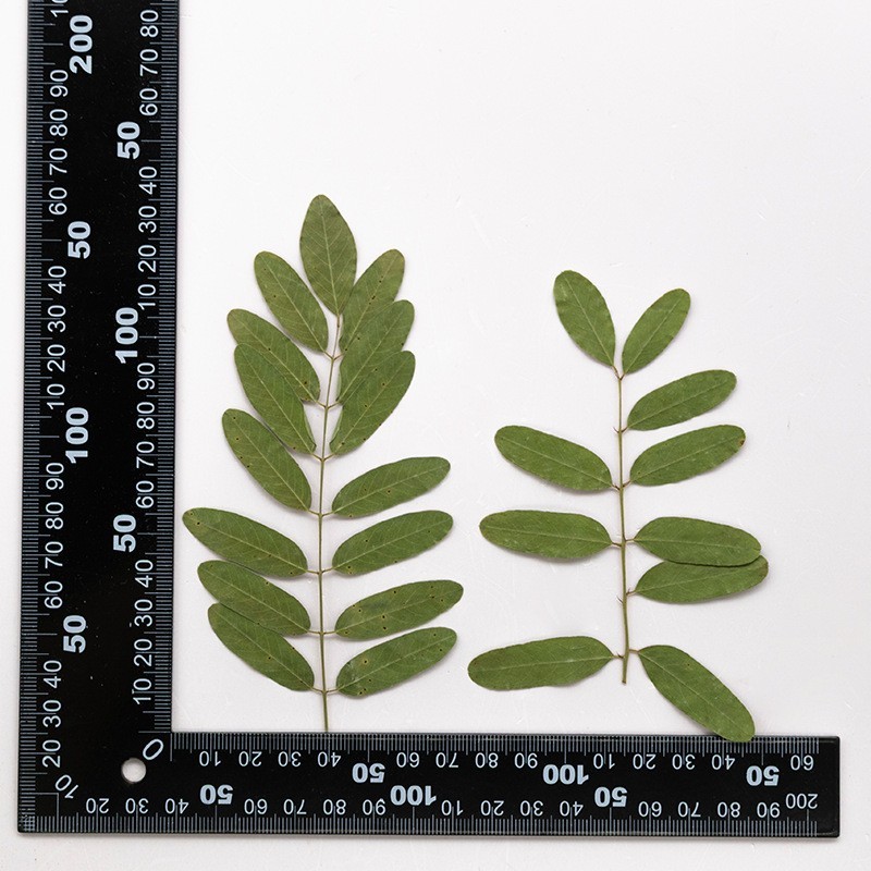 MH715 Huaishuye Natural green