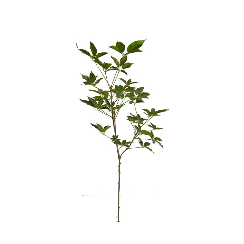 PL005-1-GREEN