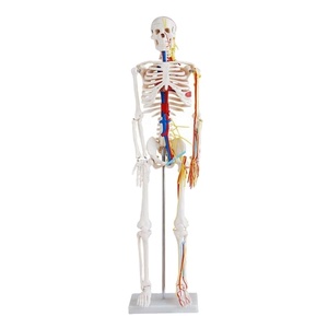 IN-101 boyalı kaslar ile 85cm insan iskeleti modeli - Product Image 1