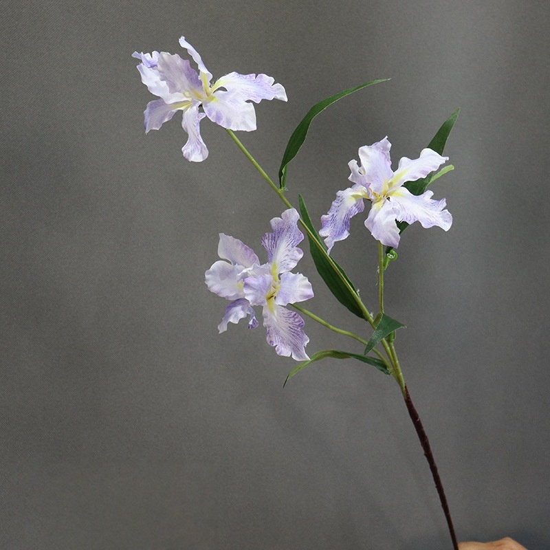 Viola chiaro 2