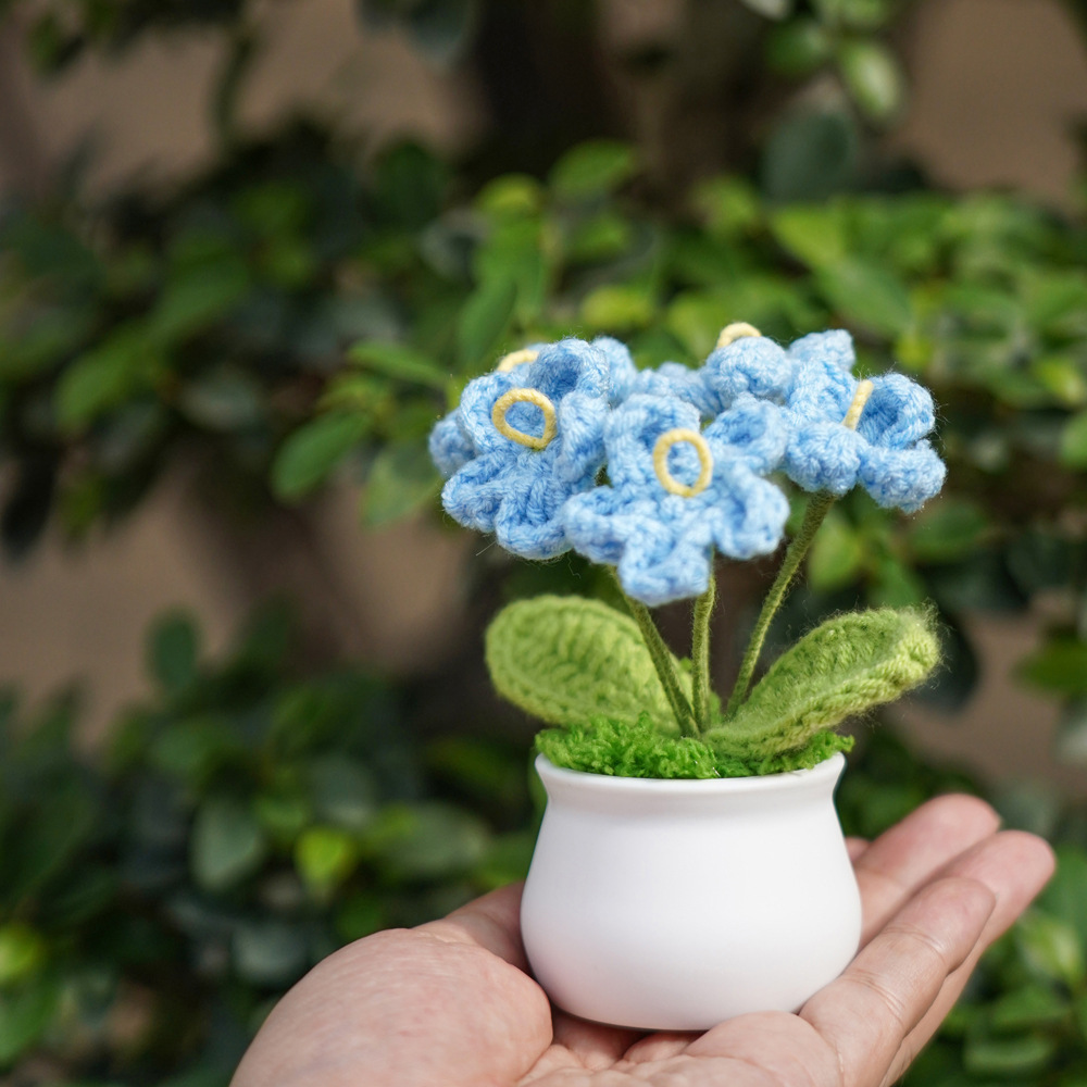 Plante en pot bleu myosotis