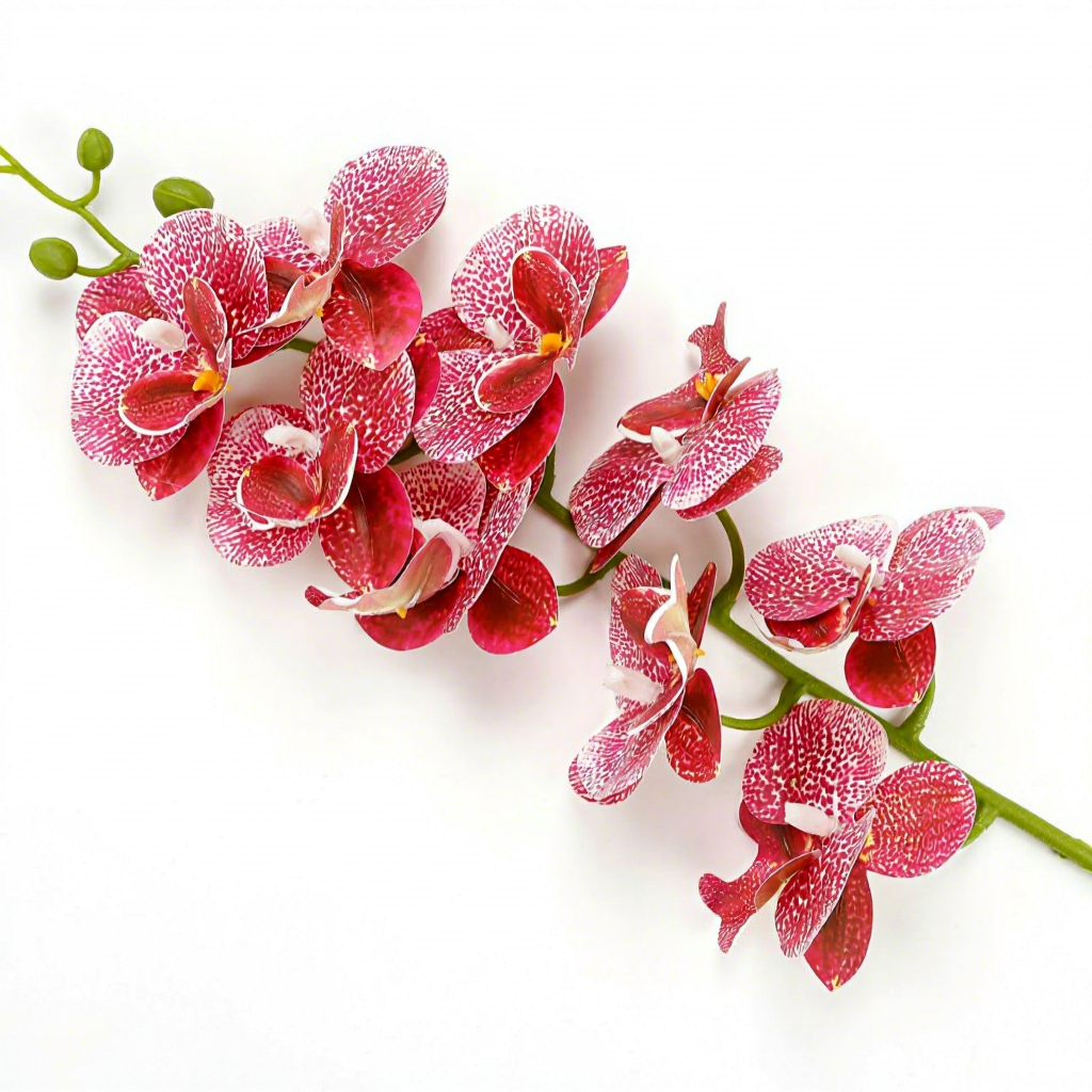 กล้วยไม้ฟาแลนนอปซิส 9 ดอก - จุดสีม่วงเข้ม